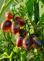 mochas cherry plum1